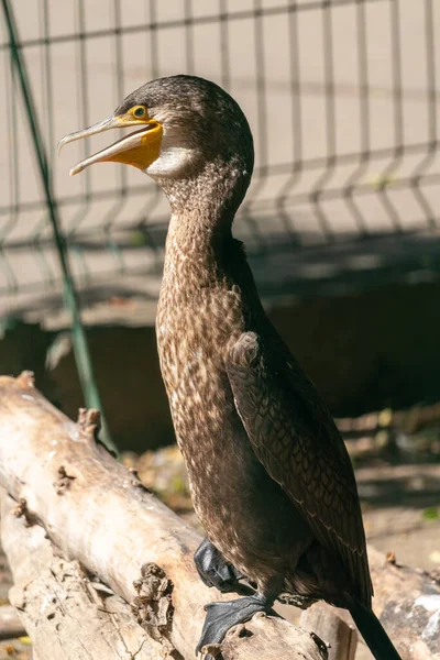 Grand Cormoran Tient Sur Une Bûche — Photo