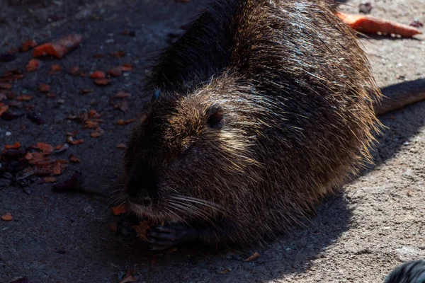 Nutria Kebun Binatang Makan Wortel Bawah Sinar Matahari — Stok Foto