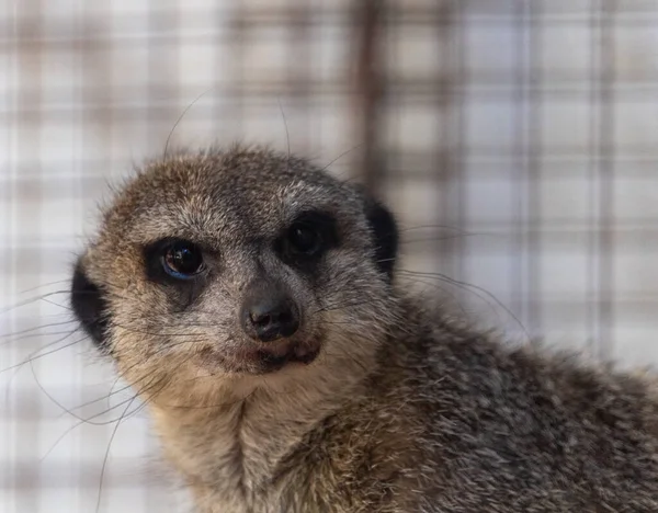 Κοντινό Πλάνο Meerkat Στο Ζωολογικό Κήπο — Φωτογραφία Αρχείου