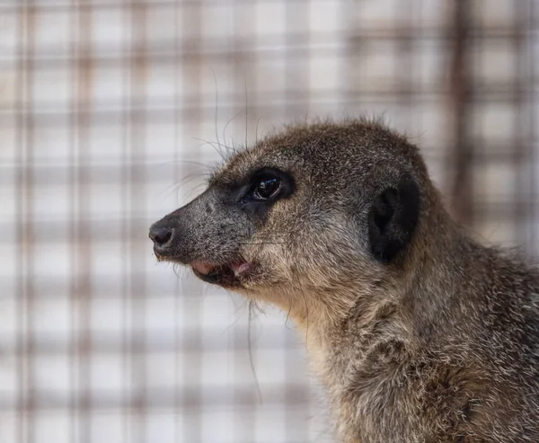 Κοντινό Πλάνο Meerkat Στο Ζωολογικό Κήπο — Φωτογραφία Αρχείου