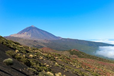 Tenerife 'deki dağlık arazide yeşil ağaçlar ve Kanarya Adaları' nın eşsiz manzarası