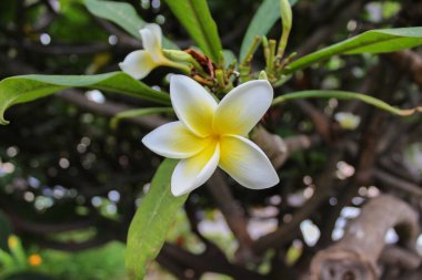 Çiçek teneriffa beyaz, Plumeria Rubra