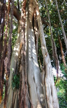 Ficus ağacı. Puerto de la Cruz 'da bir parkta bitki yetiştirmek. Kuzey Tenerife, Kanarya Adaları, İspanya