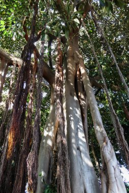 Ficus ağacı. Puerto de la Cruz 'da bir parkta bitki yetiştirmek. Kuzey Tenerife, Kanarya Adaları, İspanya