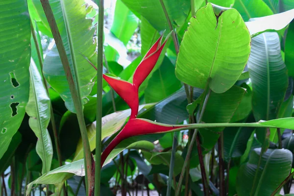 Kanarya Adaları, Tenerife 'deki heliconia bihai