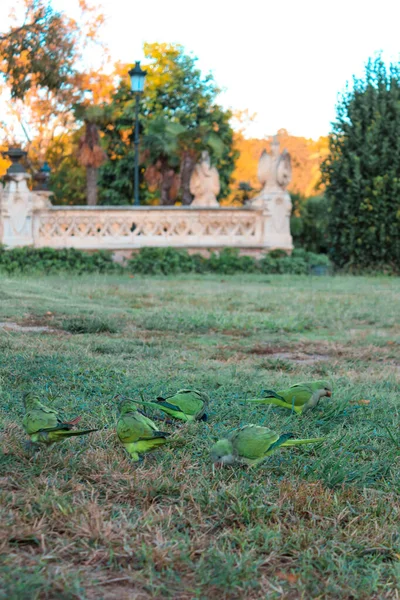 Qarrelling green parrots on green glade on Barcelona — Stock Photo, Image
