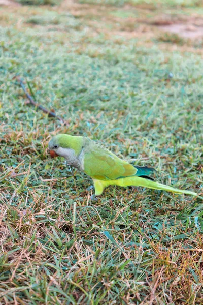 Qarrelling pappagallo verde sulla radura verde di Barcellona — Foto Stock