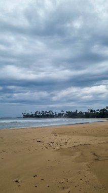 Sri Lanka 'da tropikal bir kumsalda palmiye ağaçları.
