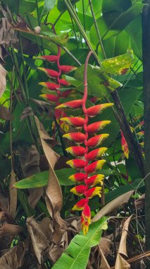Asılı ıstakoz pençeleri (Heliconia rostrata) çiçekleri zirve mevsiminde çiçek açar.