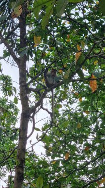 Canlı yeşil yapraklarla çevrili bir ağaç dalına bir maymun oturuyor. Yukarıya bakıyor, görünüşe göre meraklı. Sahne sakin ve doğal..