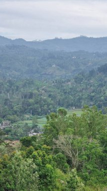 Halpe Tea, Sri Lanka 'da canlı çay çiftliği, yemyeşil tepeler ve serin sisli hava, çay yetiştirmek için ideal..