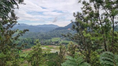 Halpe Tea, Sri Lanka 'da canlı çay çiftliği, yemyeşil tepeler ve serin sisli hava, çay yetiştirmek için ideal..