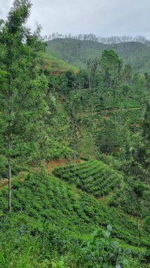 Sri Lanka 'daki fevkalade çay çiftliği, yemyeşil tepeler ve dünyaca ünlü çay evleri..