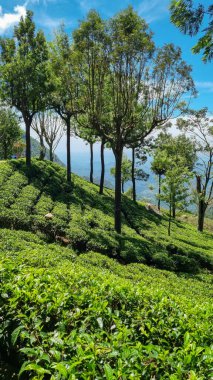 Sri Lanka 'daki fevkalade çay çiftliği, yemyeşil tepeler ve dünyaca ünlü çay evleri..