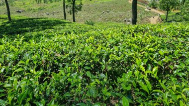 Sri Lanka 'daki fevkalade çay çiftliği, yemyeşil tepeler ve dünyaca ünlü çay evleri..