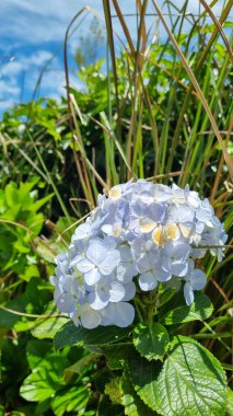 Sri Lanka 'daki mavi ortanca kümesini kapat