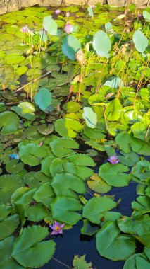 Yuvarlak Pembe Nilüferler Temiz Göl yüzeyinde yüzüyor, Yüksekten Gösterişli Sakin Su, Yeşil Zambak Pedleri, ve Huzurlu Yaz Bahçesi Atmosferi