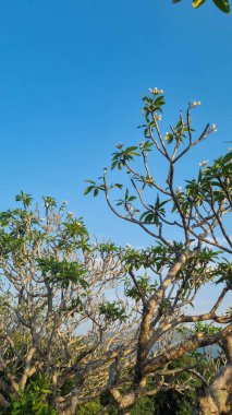 mavi gökyüzü üzerinde kuru ağaç.