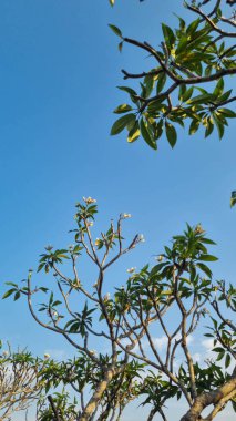 mavi gökyüzü üzerinde kuru ağaç.