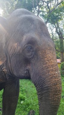 Görkemli bir vahşi fil, Sri Lanka 'daki Udawalawe Ulusal Parkı' nda yemyeşil bir alanda toprak bir yolda yürüyor. Vahşi yaşam, safari ve eko-turizm temaları için ideal, seyahat görselleri için mükemmel..