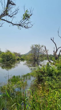 Iconic Sigirya Kayası yemyeşil ile çevrili..
