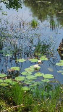 Pidurangala Kayası Thalkote Gölü, Sri Lanka 'dan izlendi.