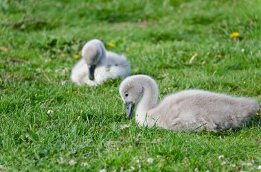 Cygnets on the grass