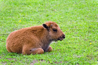 Little Bison