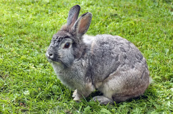 Lapin sur l'herbe — Photo