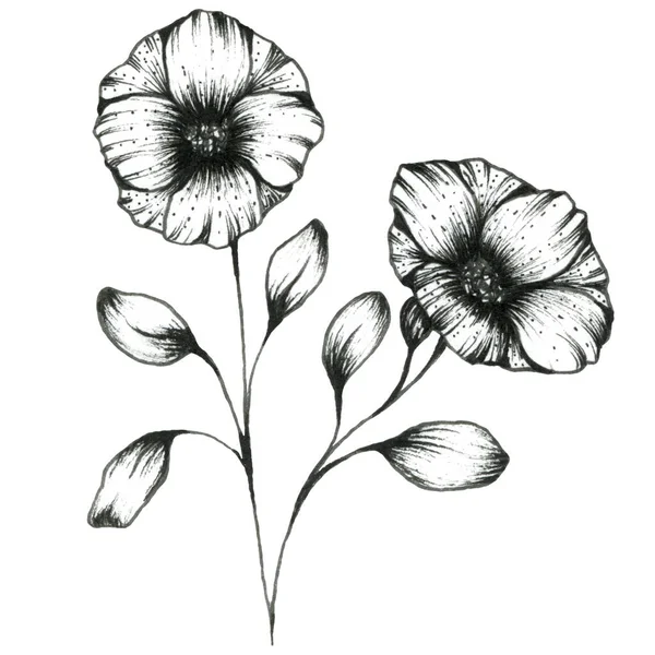 Delineamento gráfico ilustração de flores. Para design. — Fotografia de Stock