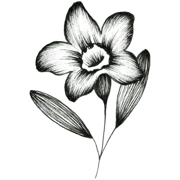 Narciso. Esquema gráfico ilustración de flores. Para el diseño. — Foto de Stock