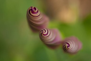 Close-up of three twisted morning glory buds before blooming clipart