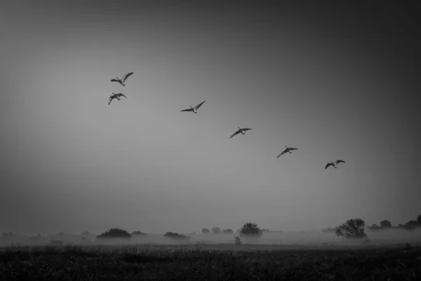 A flock of geese flying in V-formation in early morning — Stock Photo, Image