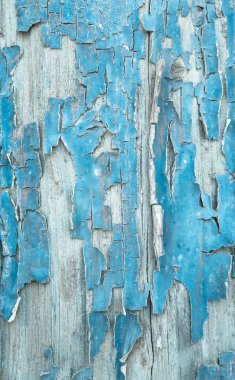 Old patterned wooden background in turquoise or blue with flaked clipart