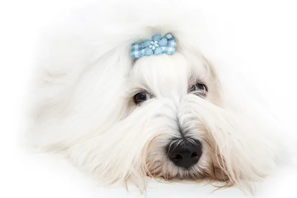 Pretty isolated young Cotton de Tulear whelp wearing blue ribbon — Stock Photo, Image