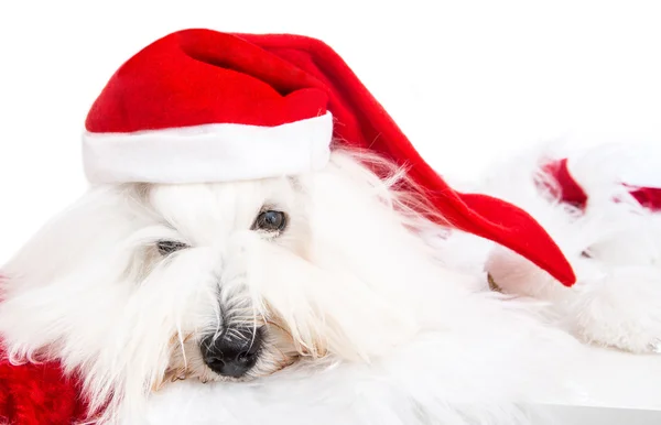 Söt isolerad liten baby hund röda santa hatt för jult — Stockfoto