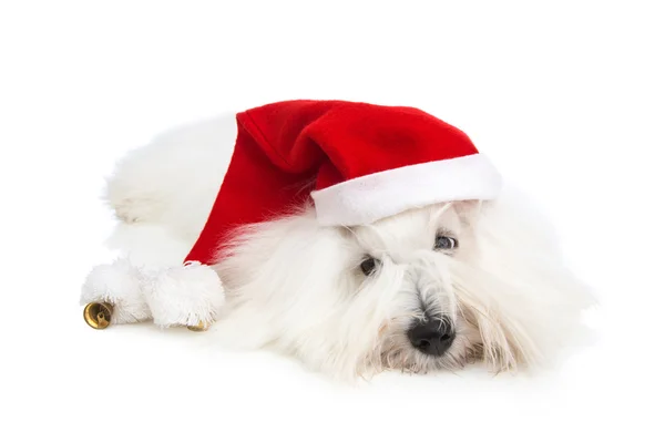 Ładny na białym tle mały pies dziecka w czerwonym kapeluszu santa na Boże — Zdjęcie stockowe