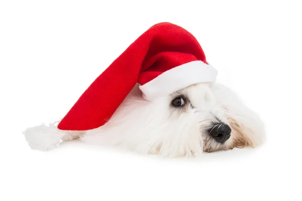 Lindo perro bebé aislado usando sombrero de santa rojo para christma Imagen de stock