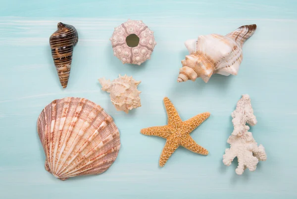 Arrangement of different shells on blue or turquoise wooden back — Stock Photo, Image