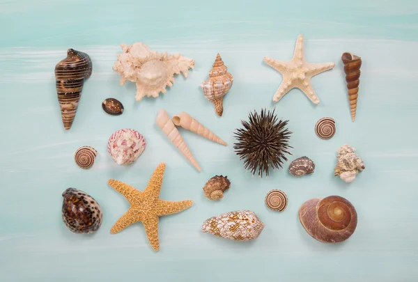 Arranjo de diferentes conchas e estrelas-do-mar em azul ou turquo — Fotografia de Stock