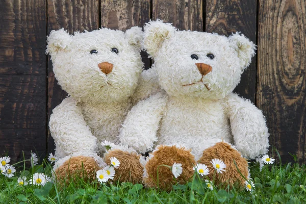 Couple of teddy bears sitting in the green embraced. Funny decor — Stock Photo, Image