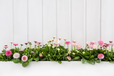 White wooden spring background with pink daisy flowers. clipart