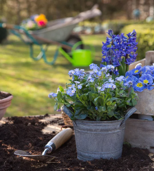 Printemps : Jardinage en automne avec des fleurs de primula, jacinthe et — Photo