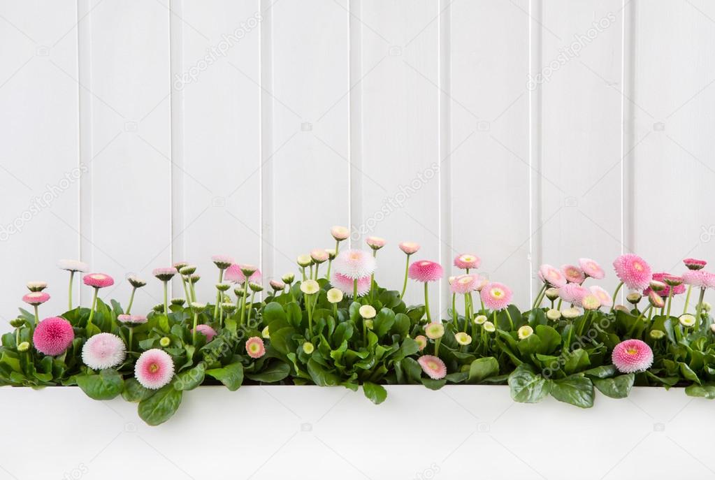 White wooden spring background with pink daisy flowers.