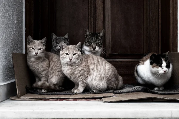 Cats resting in a doorstep — Stock Photo, Image