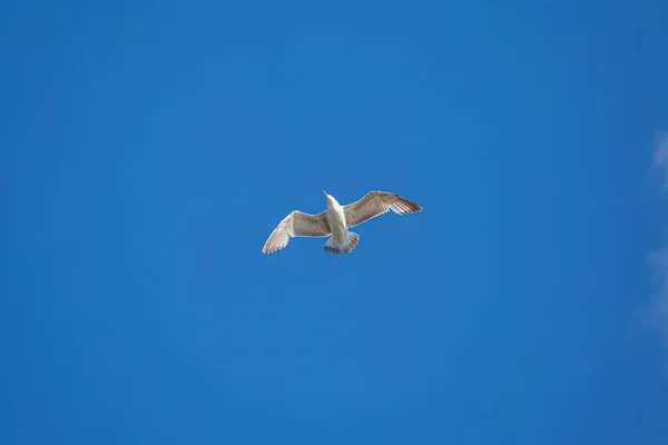 Oiseau Dans Ciel Bleu — Photo