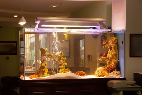 Aquarium Met Vissen Met Gloeiende Gele Lamp Bovenop Donkere Ruimte — Stockfoto