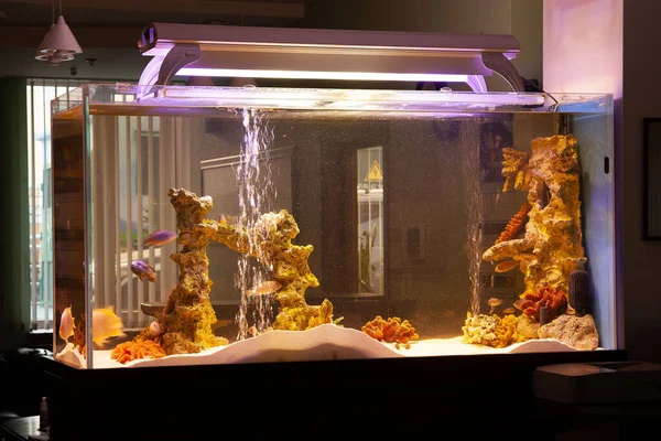 Aquarium Met Vissen Met Gloeiende Gele Lamp Bovenop Donkere Ruimte — Stockfoto