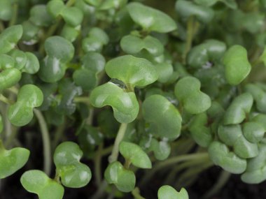 mikroyeşil, hardal filizi, çiğ lahanalar, mikroyeşiller, sağlıklı beslenme konsepti.