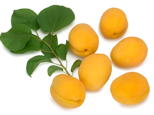 Ripe orange apricots with leaves on white background. Isolated — Stock Photo, Image